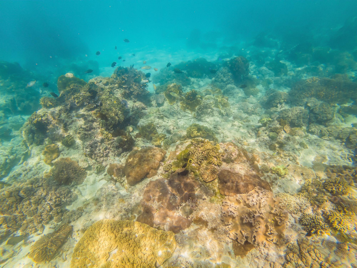 Snorkeling In Ashkelon, Beach